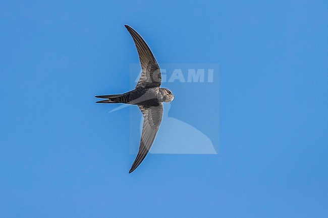 Common Swift (Apus apus apus) flying over a polders near Westkapelle, Zeeland, the Netherlands. stock-image by Agami/Vincent Legrand,