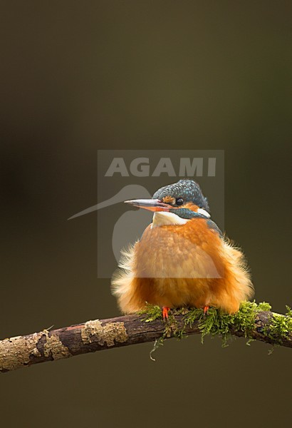IJsvogel zittend op tak, Common Kingfisher perched on a branch stock-image by Agami/Danny Green,