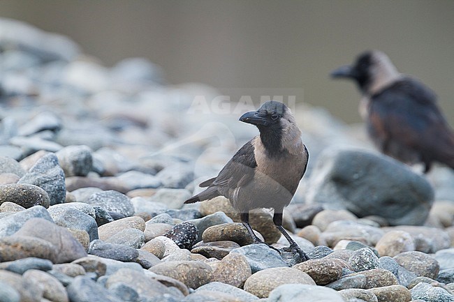 House Crow - Glanzkrähe - Corvus splendens, Oman stock-image by Agami/Ralph Martin,