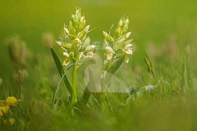 Gele vlierorchis + Rode vlierorchis, Elder-flowered Orchid stock-image by Agami/Wil Leurs,