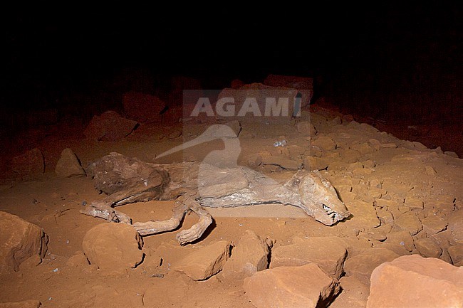 Mummified body of a dog in a cave stock-image by Agami/Theo Douma,
