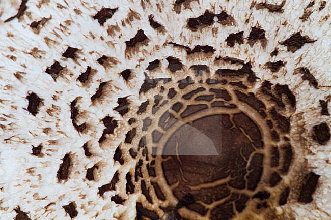 Grote Parasolzwam, Macrolepiota procera stock-image by Agami/Menno van Duijn,
