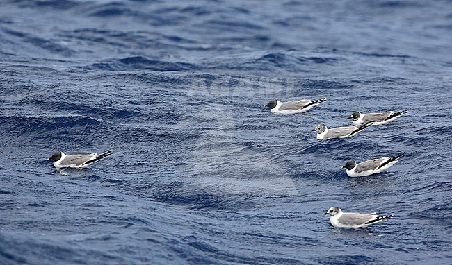 Flock of Sabine's Gulls (Xema sabini) swimming at open sea off the northen coast of Spain, in the Bay of Bscay. stock-image by Agami/Dani Lopez-Velasco,