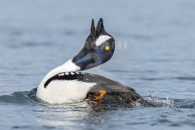 Barrow's Goldeneye (Bucephala islandica), side view of an adult male displaying, Northeastern Region, Iceland stock-image by Agami/Saverio Gatto,
