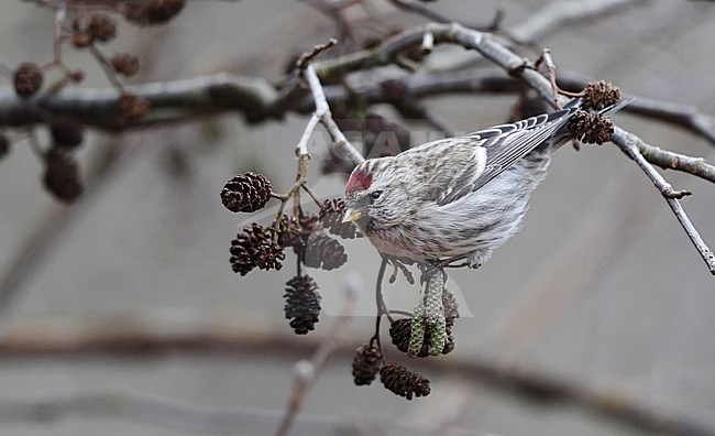Mealy Redpoll (Acanthis flammea flammea), male foraging on small cones in Nivå, Denmark. stock-image by Agami/Helge Sorensen,