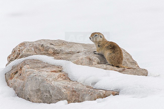 European ground squirre (Spermophilus citellus) in the snow in Turkey. Also known as the European souslik. stock-image by Agami/Pete Morris,