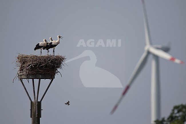 Juvenile White Storks (Ciconia ciconia) on the aerie and a wind turbine in the background stock-image by Agami/Mathias Putze,