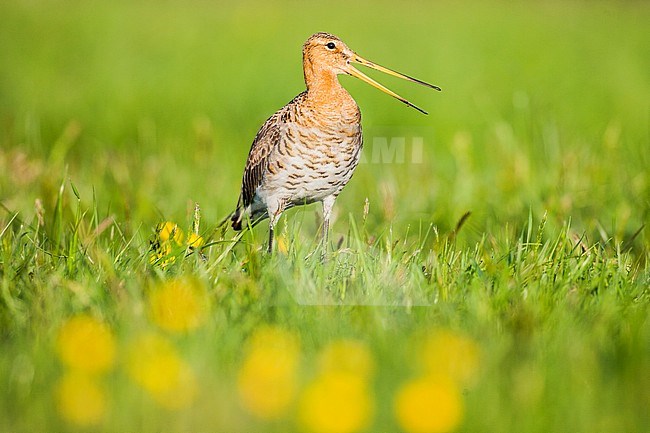 Grutto, Black-tailed Godwit stock-image by Agami/Menno van Duijn,