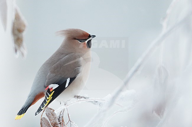 Pestvogel zittend op tak in de winter; Bohemian Waxwing perched on a branch in winter stock-image by Agami/Markus Varesvuo,