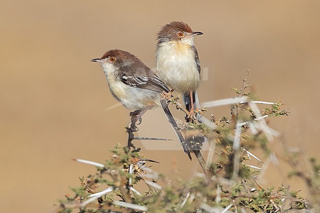 Red-fronted Prinia (Prinia rufifrons) perched on top of a bush in Tanzania. stock-image by Agami/Dubi Shapiro,