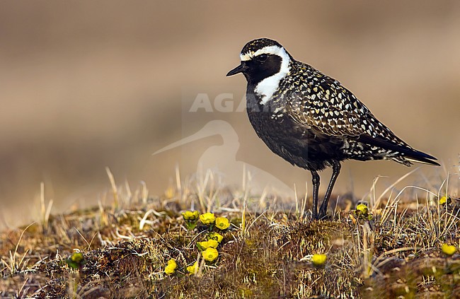 American Golden Plover (Pluvialis dominica) on the arctic tundra near Barrow in northern Alaska, United States. Adult male in breeding plumage. stock-image by Agami/Dubi Shapiro,