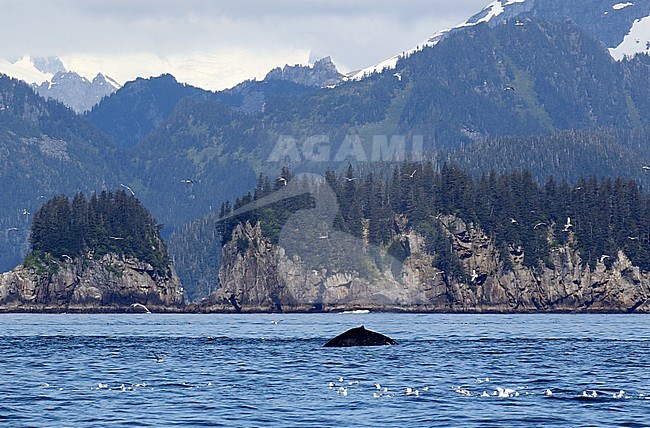 Humpback Whale, Megaptera novaeangliae, swimming off the coast in Alaska, United States. A large species of baleen whale and one of the larger rorqual species. stock-image by Agami/Dani Lopez-Velasco,