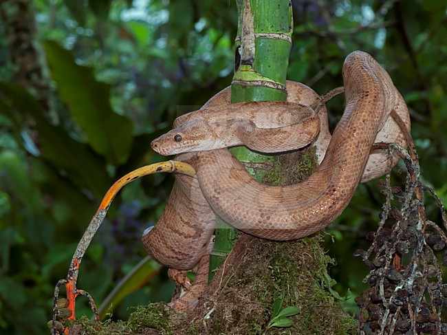 Tuinboa, Garden Tree Boa, Corallus hortulanus stock-image by Agami/Alex Vargas,