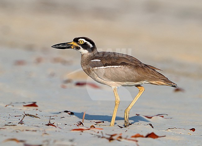 Beach Stone-curlew (Esacus magnirostris) standing on Noah beach, Cape Tribulation, Queensland in Australia. stock-image by Agami/Aurélien Audevard,