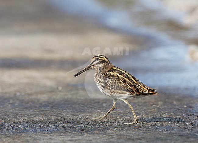 Bokje, Jack Snipe, Lymnocryptes minimus stock-image by Agami/Arie Ouwerkerk,