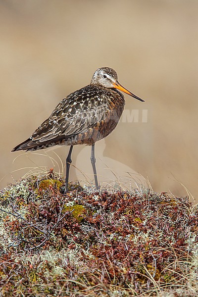 Rode Grutto, Hudsonian Godwit stock-image by Agami/Glenn Bartley,