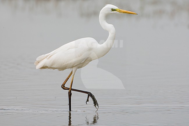 Wadende Grote Zilverreiger; Wading Great Egret stock-image by Agami/Daniele Occhiato,