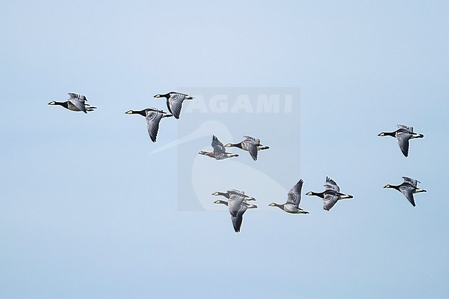 Red-breasted Goose - Rothalsgans - Branta ruficollis, Germany, adult with Barnacle Geese stock-image by Agami/Ralph Martin,