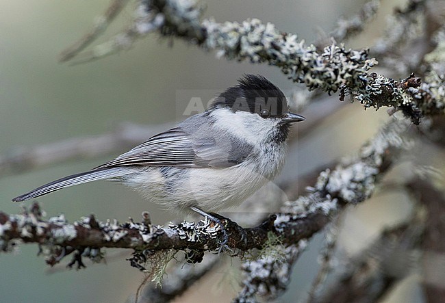 Willow Tit - Weidenmeise - Poecile montatus ssp. uralensis, Russia (Ural) stock-image by Agami/Ralph Martin,