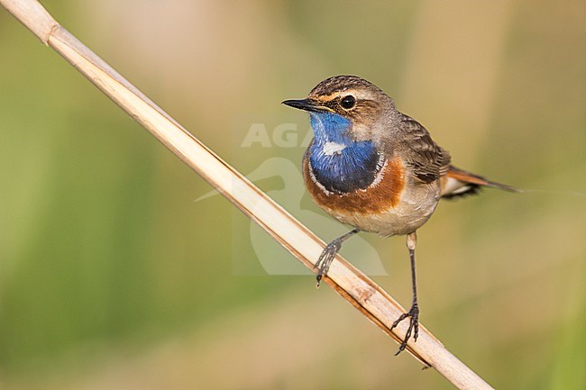 Bluethroat - Blaukehlchen - Cyanecula svecica ssp. cyanecula, Germany, adult male stock-image by Agami/Ralph Martin,