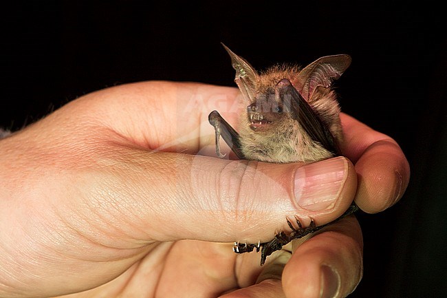 Adult Bechstein's Bat (Myotis bechsteinii) in Germany, in the hand. stock-image by Agami/Ralph Martin,