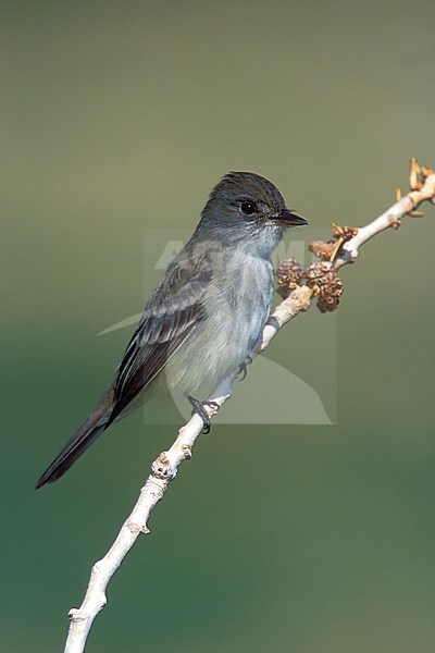 Adult Willow Flycatcher, Empidonax traillii
Kern Co., California, USA
October 2017 stock-image by Agami/Brian E Small,