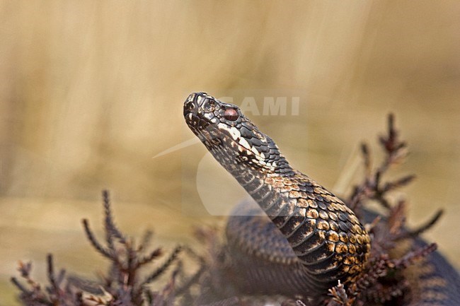 Adder in verdedigingshouding; Common Viper in defending position stock-image by Agami/Rob Olivier,