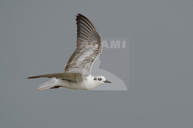  stock-image by Agami/Daniele Occhiato,