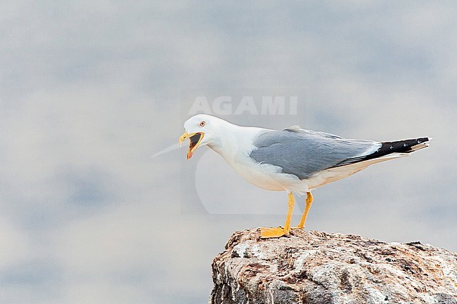 Adult Yellow-legged Gull (Larus michahellis michahellis) standing on a rock calling loudly, on Lesvos, Greece. stock-image by Agami/Marc Guyt,
