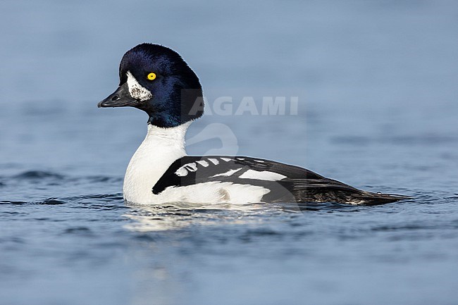 Barrow's Goldeneye (Bucephala islandica), side view of an adult male swimming in the water, Northeastern Region, Iceland stock-image by Agami/Saverio Gatto,