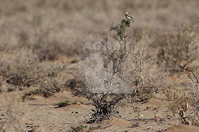 Two adult Mongolian Ground-Jays or Henderson's Ground-Jays (Podoces hendersoni) in the Govi desert, one perching on a Saxaul bush stock-image by Agami/Mathias Putze,