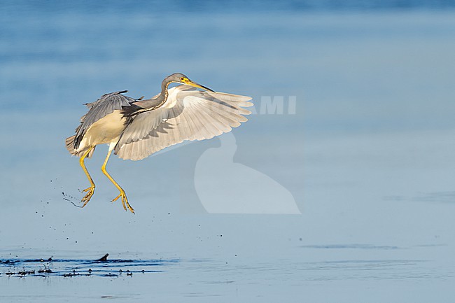 Tricolored Heron (Egretta tricolor) in swamp in Florida USA. stock-image by Agami/Marcel Burkhardt,