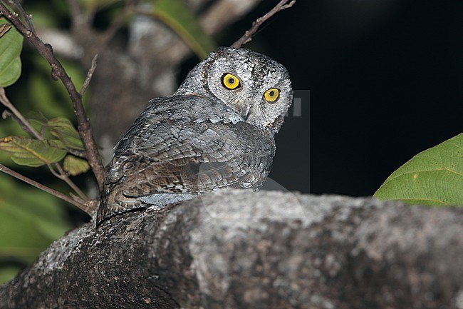 Oriental scops owl (Otus sunia) in Cambodia. stock-image by Agami/James Eaton,