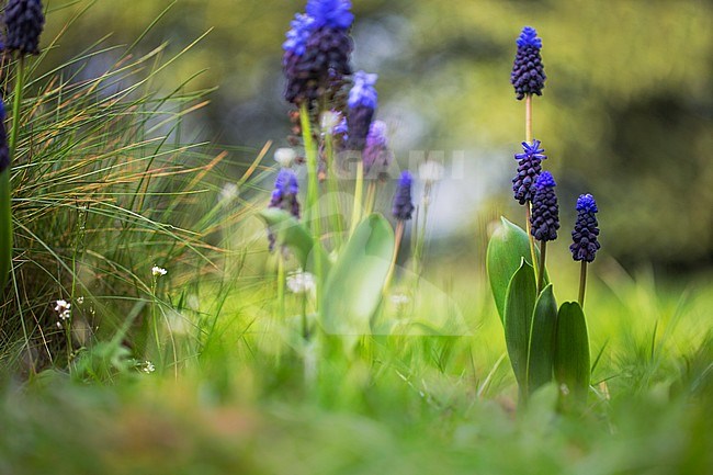 broad-leaved grape hyacinth flowers stock-image by Agami/Wil Leurs,