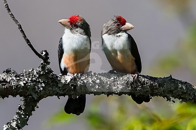 Black-backed Barbets (Lybius minor) perched on a branch in Angola. Also known as Brown-faced Barbet. stock-image by Agami/Dubi Shapiro,