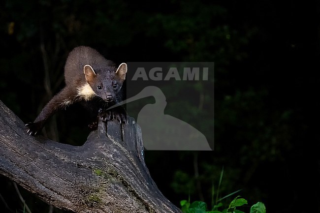 Tree, Marter in a dead tree. The picture is taken at night. Dark background. stock-image by Agami/Hans Germeraad,