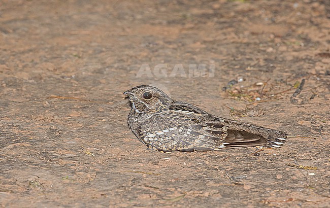 Little Nightjar, Setopagis parvula, in Paraguay. Resting on the ground at night. stock-image by Agami/Pete Morris,