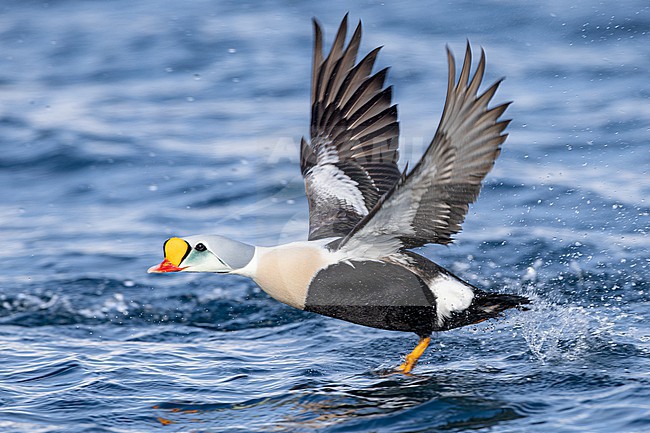  stock-image by Agami/Menno van Duijn,