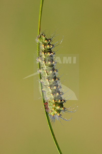 Rups van de Kleine Nachtpauwoog in de vegetatie, Caterpillar from Emperor Moth in vegetation stock-image by Agami/Theo Douma,