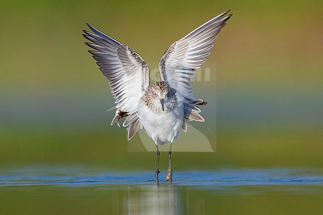 Little Stint (Calidris minuta), front view of an adult taking off from the water, Campania, Italy stock-image by Agami/Saverio Gatto,