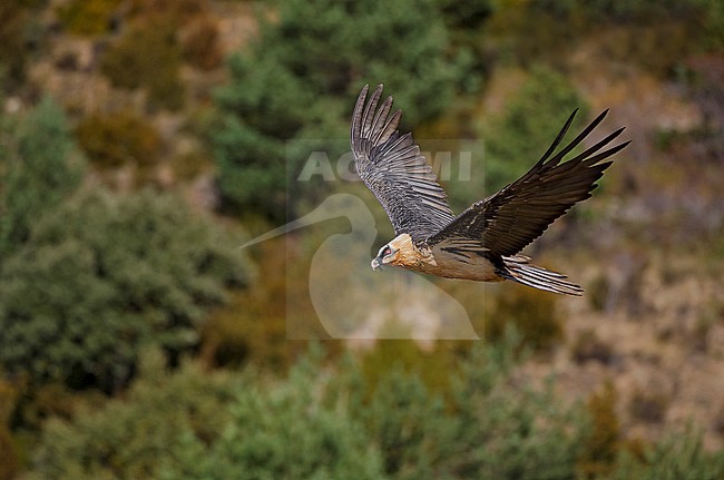 Bearded Vulture in flight, Lammergier in de vlucht stock-image by Agami/Alain Ghignone,