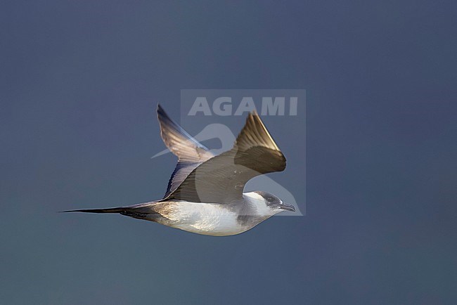 Arctic Skua (Stercorarius parasiticus) Norway July 2004 stock-image by Agami/Markus Varesvuo,