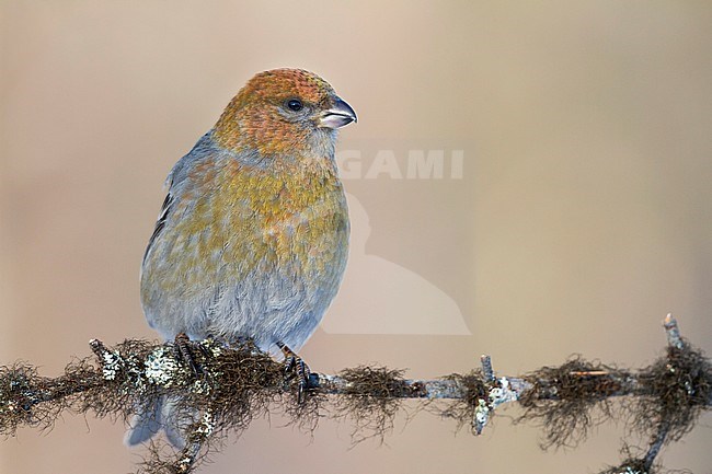 Pine Grosbeak - Hakengimpel - Pinicola enucleator, Finland stock-image by Agami/Ralph Martin,