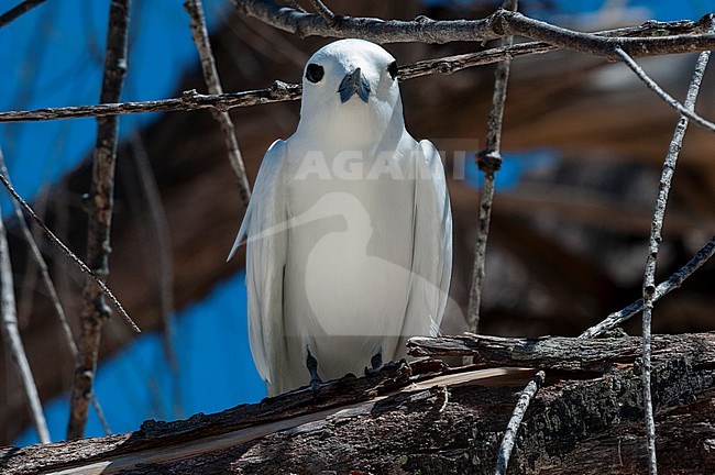 Portrait of a common white or fairy tern, Gygis alba, perching. Denis Island, The Republic of the Seychelles. stock-image by Agami/Sergio Pitamitz,