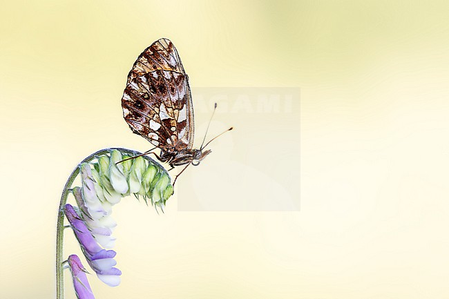  stock-image by Agami/Wil Leurs,