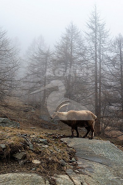 An alpine ibex, Capra ibex, on a rock on a foggy day. Aosta, Val Savarenche, Gran Paradiso National Park, Italy. stock-image by Agami/Sergio Pitamitz,