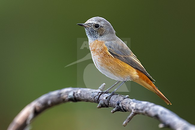 Common Redstart, Phoenicurus phoenicurus, in late summer in Italy. stock-image by Agami/Daniele Occhiato,