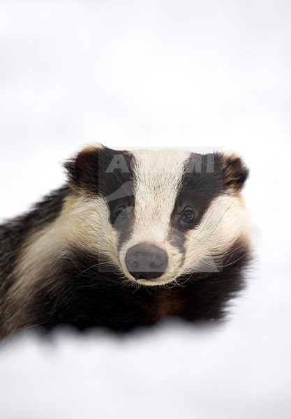 Europese Das in de sneeuw, Badger in the snow stock-image by Agami/Danny Green,