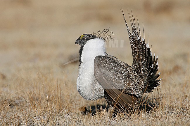 Adult male in display
Mono Co., CA
March 2007 stock-image by Agami/Brian E Small,