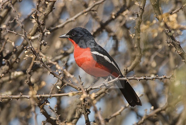 An adult Crimson-breasted Gonolek is seen from the side sitting in a thorny bush showing off its bright red breast. stock-image by Agami/Jacob Garvelink,